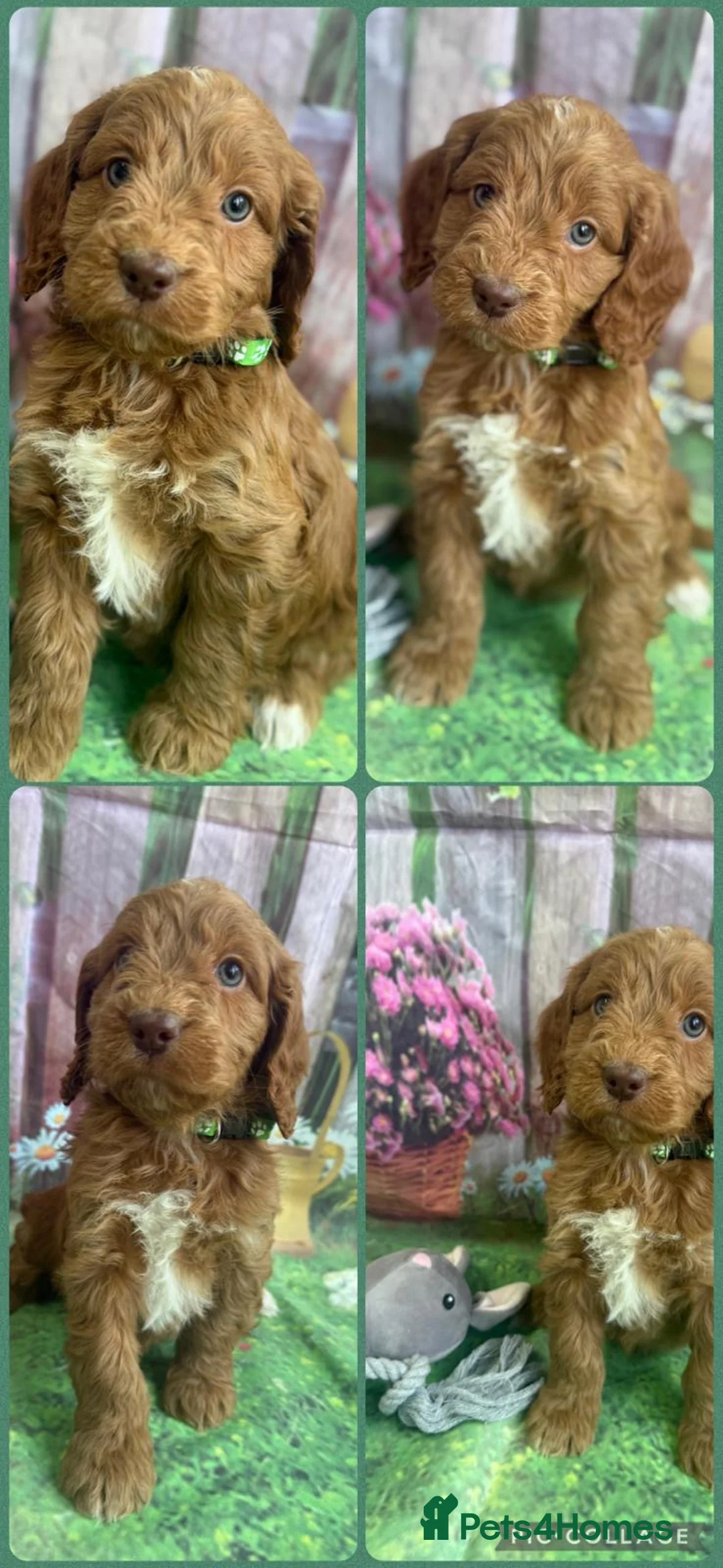 Cockapoo dogs for sale: Exceptional F1 Cockapoo puppies  in Ashford - Advert 7