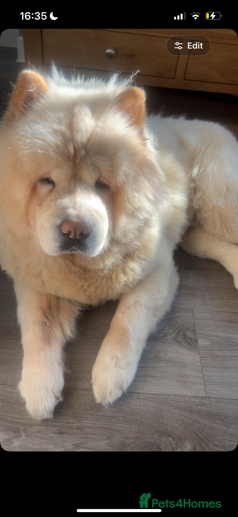 Chow Chow dogs blonde chow chow  - Advert 1