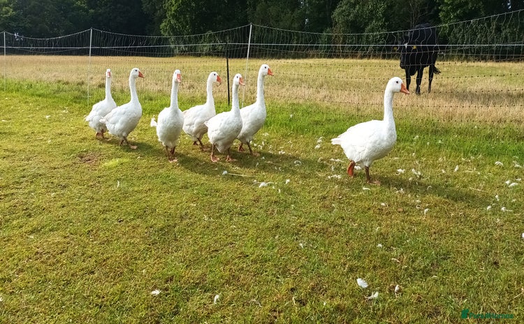 Geese poultry - Advert 1