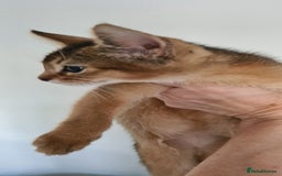 Abyssinian cats for sale: Pedigree abysinnian kittens - Image 9