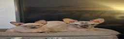 Sphynx cats for sale: Sphynx kittens in Milton Keynes - Advert 31