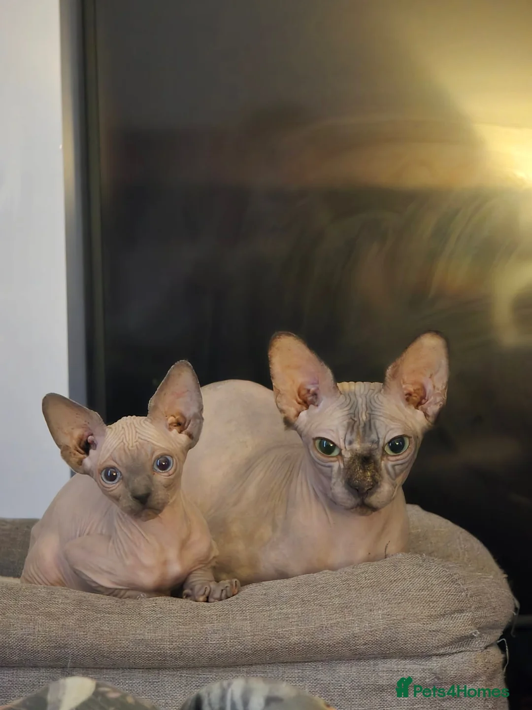 Sphynx cats for sale: Sphynx kittens in Milton Keynes - Advert 31