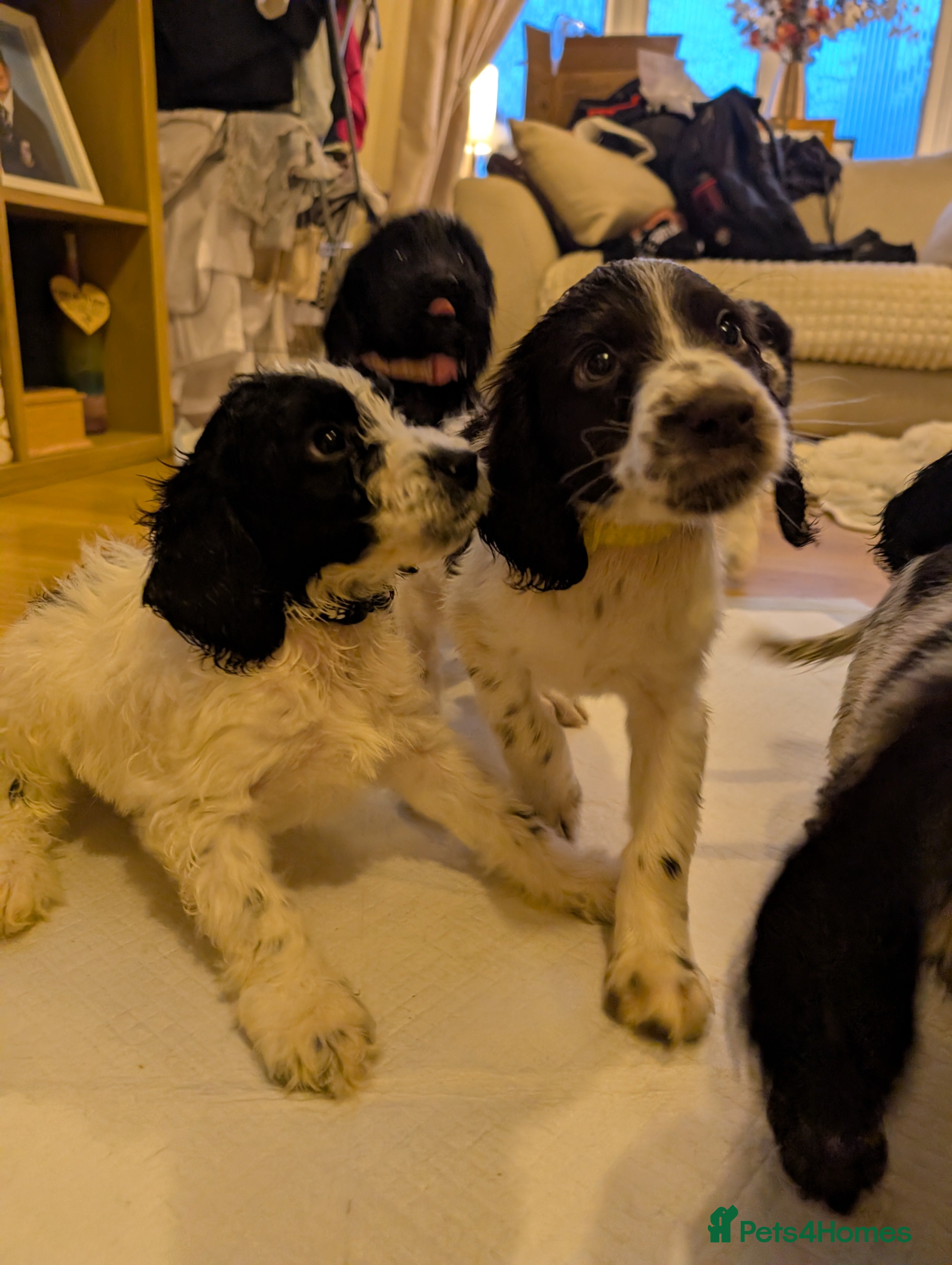 Sprocker dogs Stunning Sprocker Puppies  - Advert 6