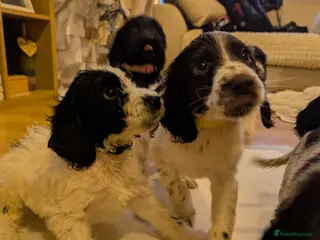 Sprocker dogs Stunning Sprocker Puppies - Advert 6