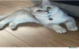 British Shorthair cats for sale: Rare polar-coloured(light silver/blonde)coat - Advert 3