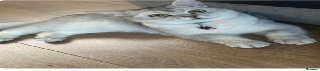 British Shorthair Kitten 1