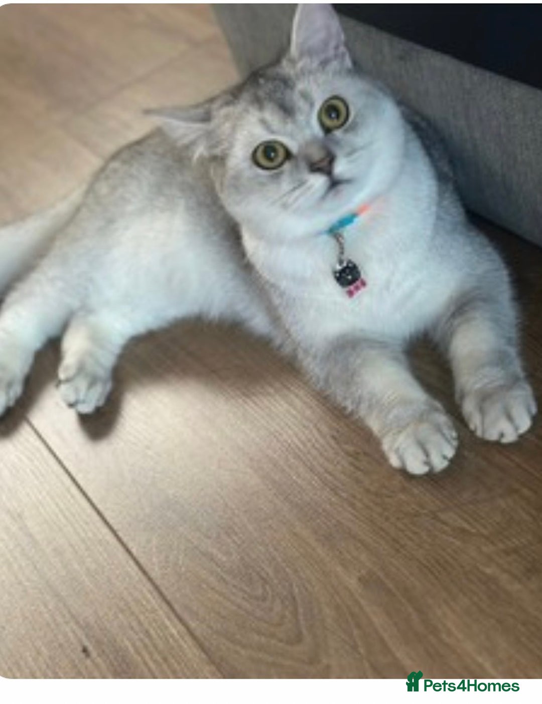 British Shorthair cats for sale: Rare polar-coloured(light silver/blonde)coat - Advert 3