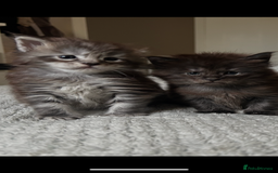 Maine Coon cats for sale: 2 xl tica active mainecoon kittens  - Image 25