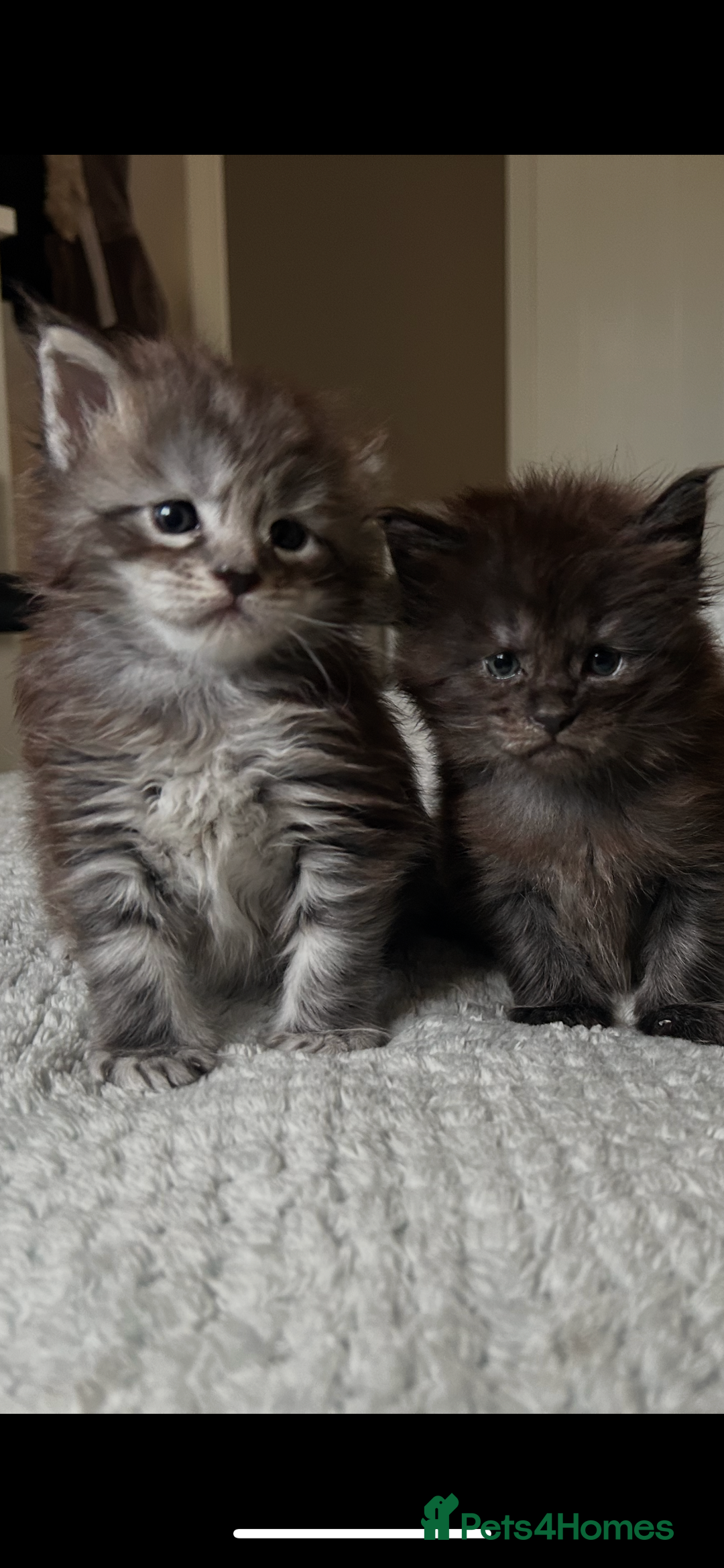 Maine Coon cats for sale: 2 xl tica active mainecoon kittens  - Image 25