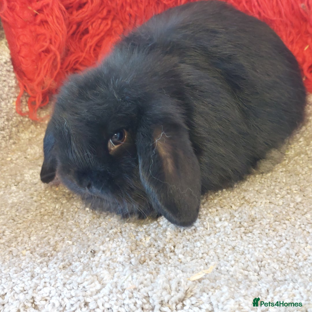 Mini Lop rabbits for sale: minilop  babys ready to reserve  - Advert 5