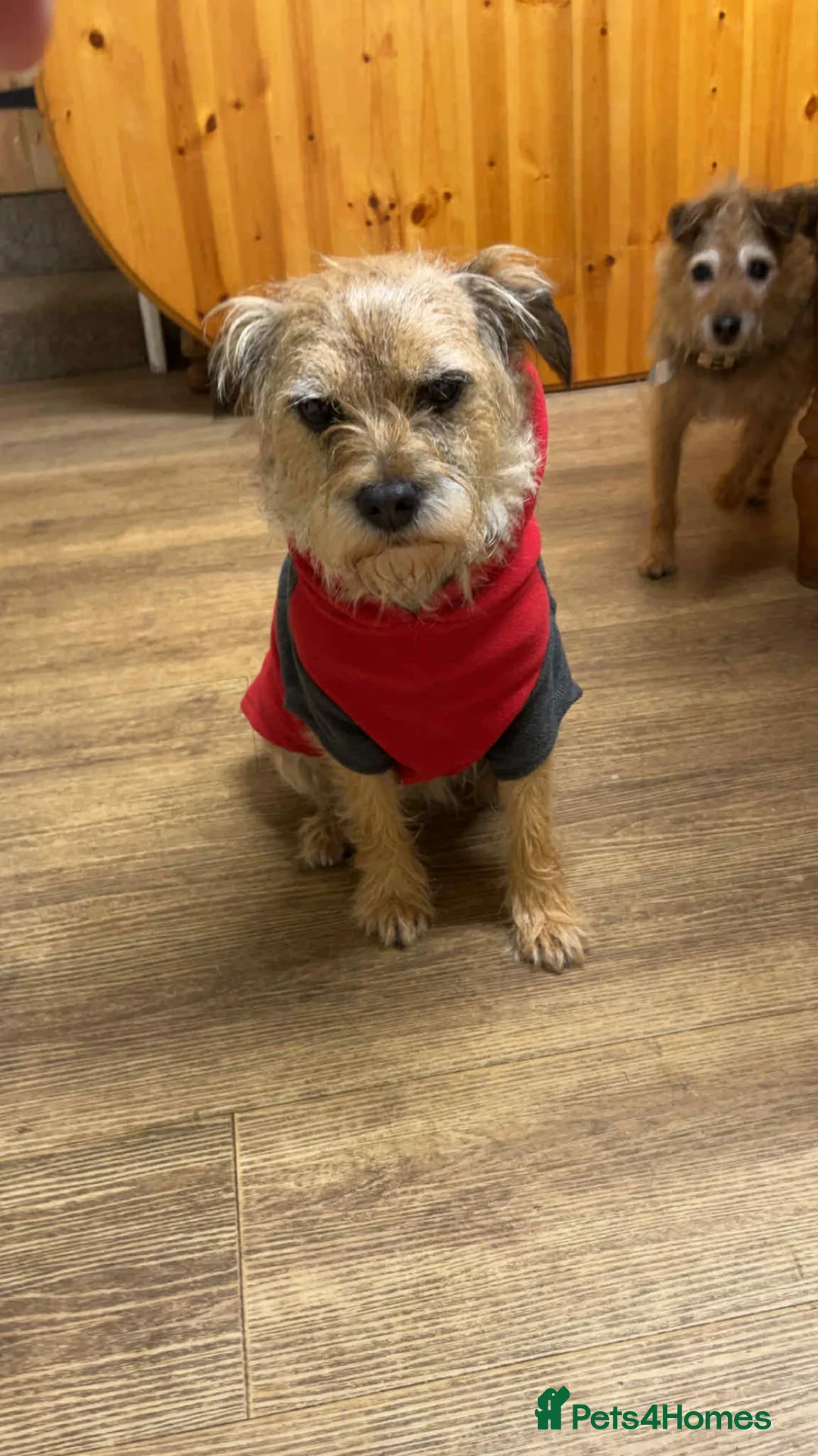 Border Terrier dogs for sale: 7 gorgeous Border Terrier puppies!!  - Advert 3