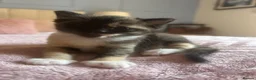 Mixed Breed cats for sale: Ragdoll Tabby mixed kittens  in Forfar - Advert 8