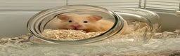 Hamster rodents for sale: Male long haired Syrian hamster - Advert 6