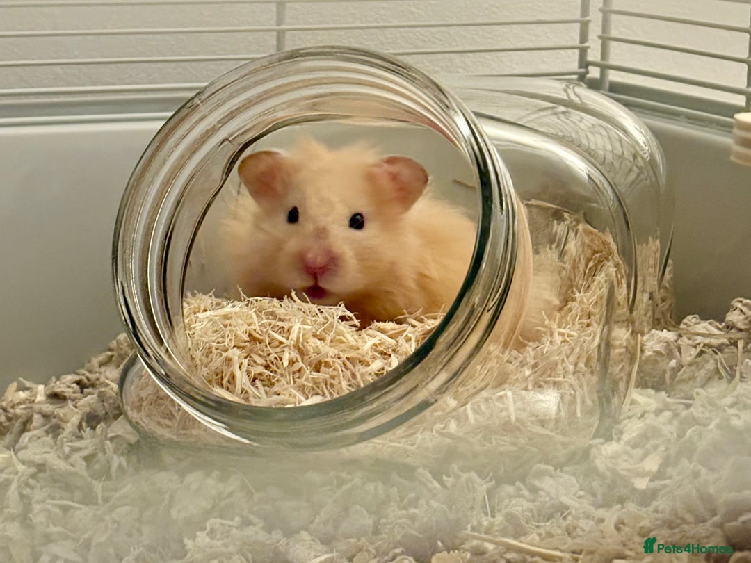 Hamster rodents for sale: Male long haired Syrian hamster - Advert 6