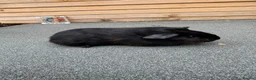 Guinea Pig rodents for sale: Two pairs of guinea pigs  - Advert 7