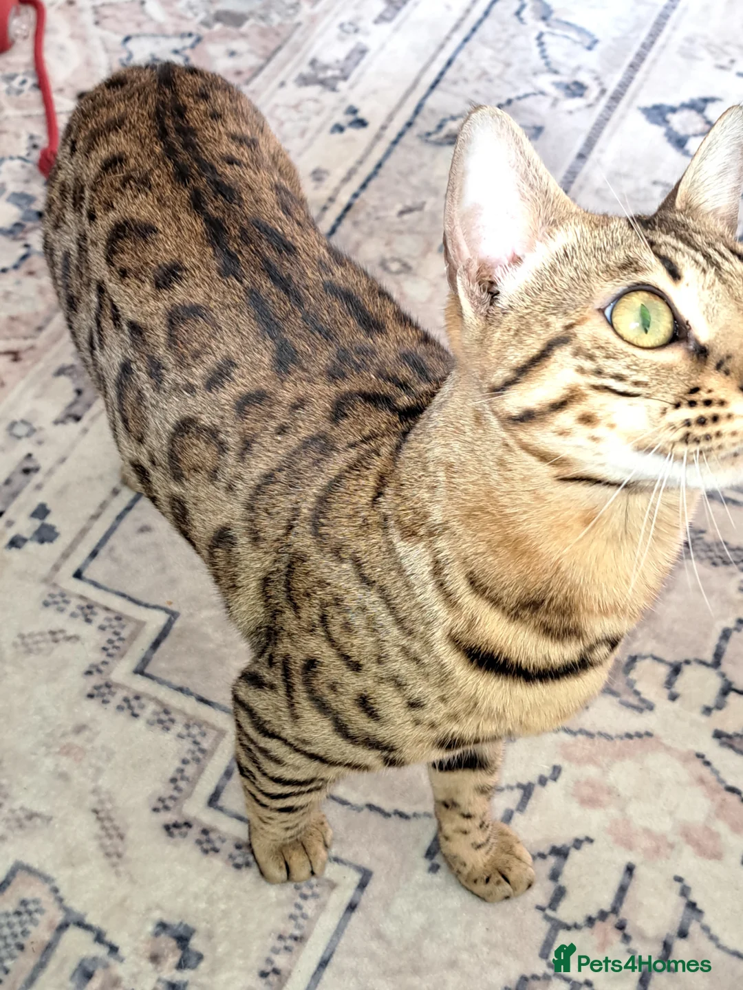 Bengal cats for sale: Bengal female cat 14 months old in Washington - Advert 1