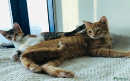 Mixed Breed cats for adoption: TALULA RARE GINGER GIRL & CALLIE 6M BONDED GIRL  - Image 11