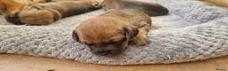 Mixed Breed dogs for sale: Border Terrier Cross Puppies - Advert 3