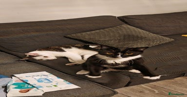 Mixed Breed cats - Advert 6