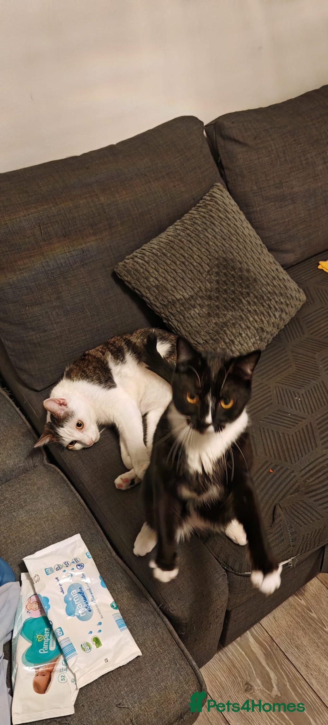 Mixed Breed cats for sale: 2 adorable cats looking for a new loving home - Image 3