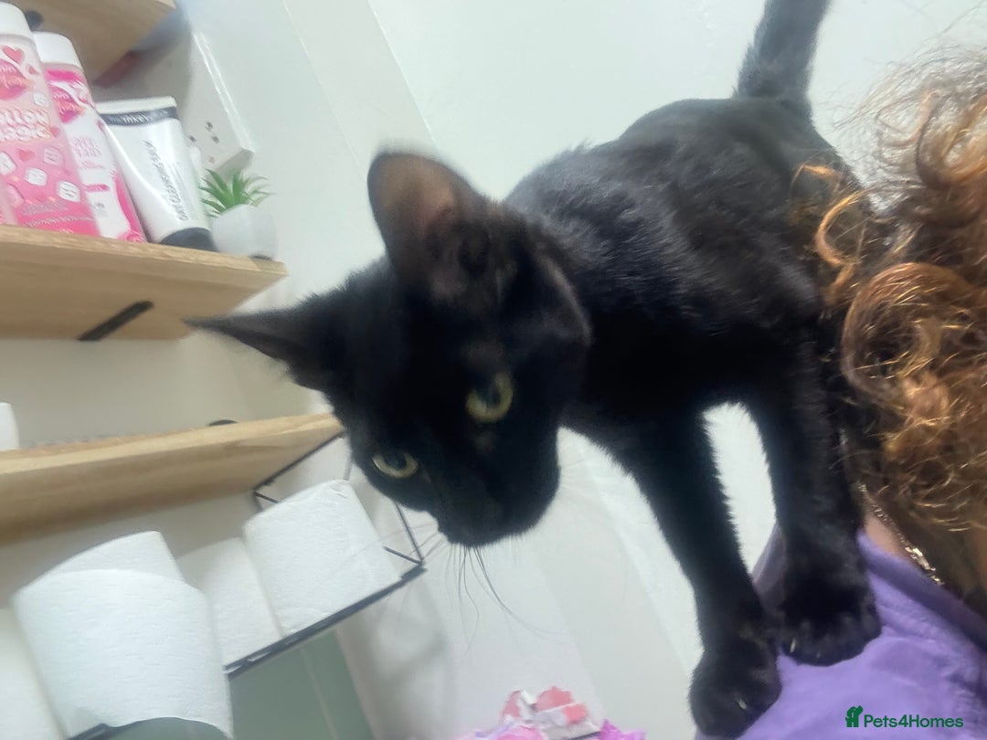 Bombay cats for sale: Brothers in need of home ASAP!! - Image 5