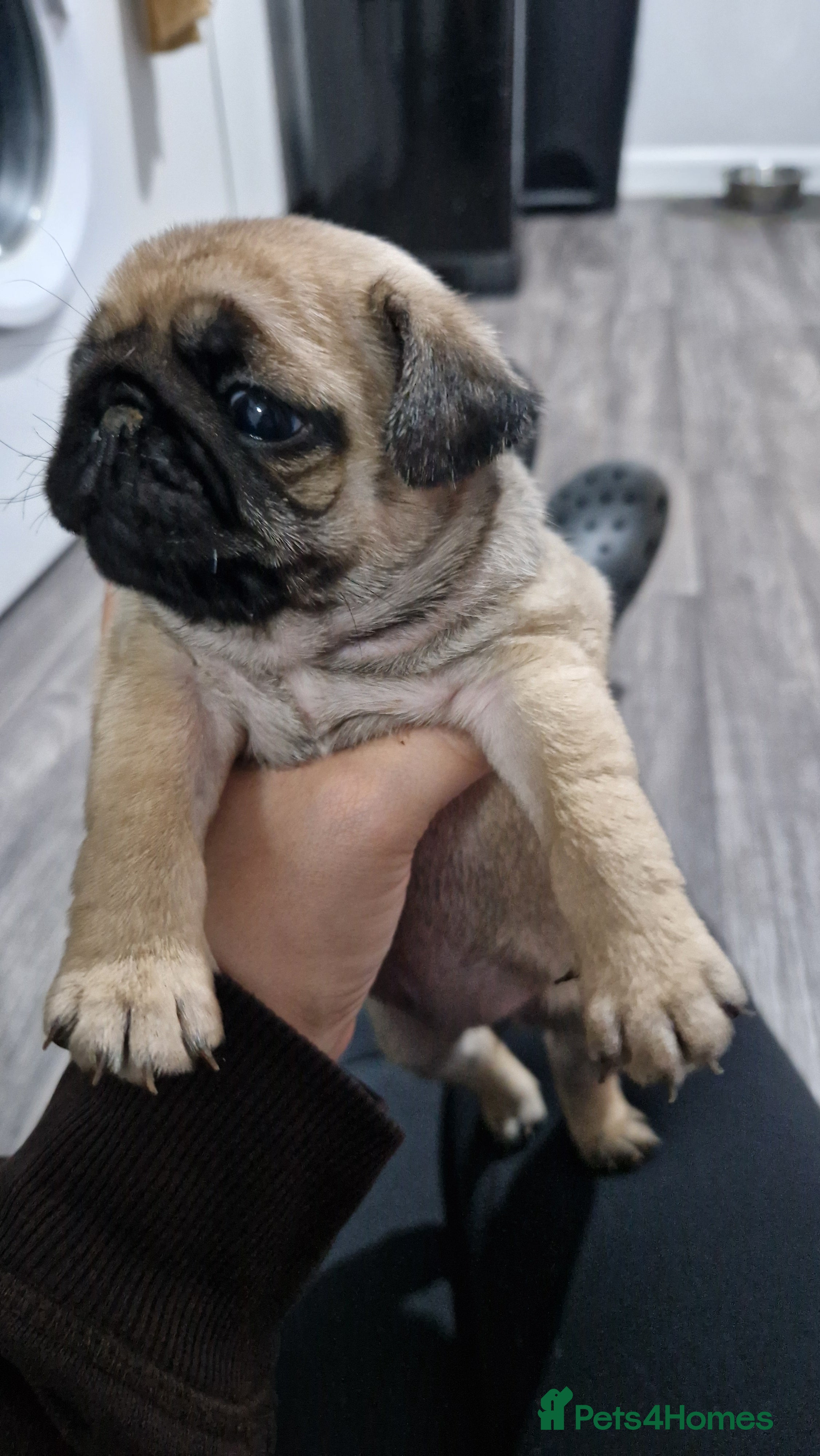 Pug dogs 2 Adorable pug puppies for sale  - Advert 20