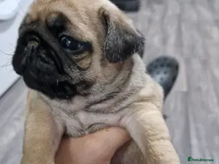 Pug dogs 2 Adorable pug puppies for sale - Advert 7