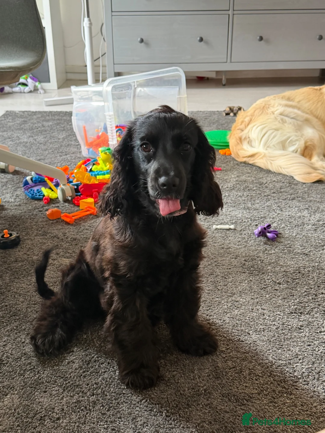 Cocker Spaniel dogs for sale: English Cocker Spaniel Puppy - Advert 1