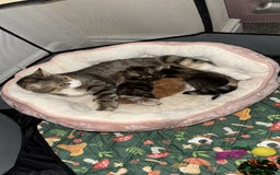 Mixed Breed cats for sale: 🌟 Beautiful Kittens 🌟 - Image 1