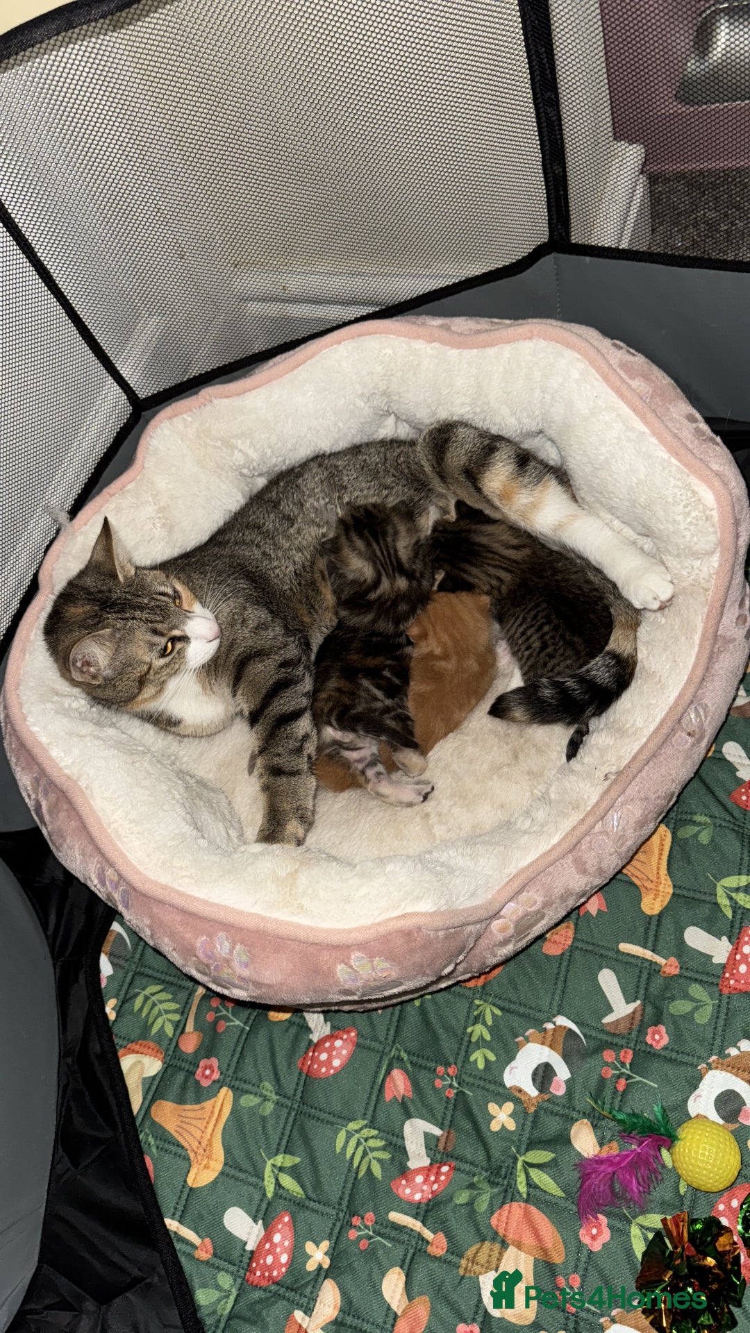 Mixed Breed cats for sale: 🌟 Beautiful Kittens 🌟 - Image 1