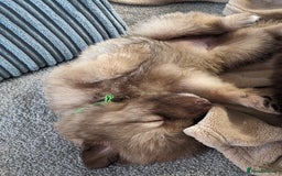 Mixed Breed dogs for sale: Border collie x German shepherd puppies - Image 7