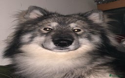 Mixed Breed dogs for stud: HuskyXMalamute - Not for sale Stud only  - Image 2