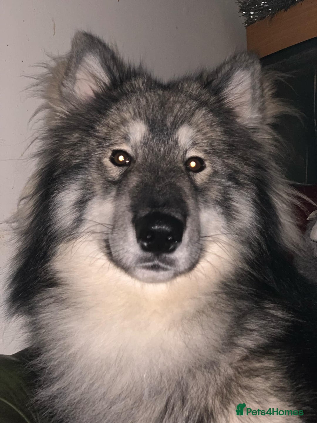 Mixed Breed dogs for stud: HuskyXMalamute - Not for sale Stud only  - Image 2