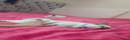 Ragdoll cats for sale: Ragdoll kittens 🐾😻 - Advert 3