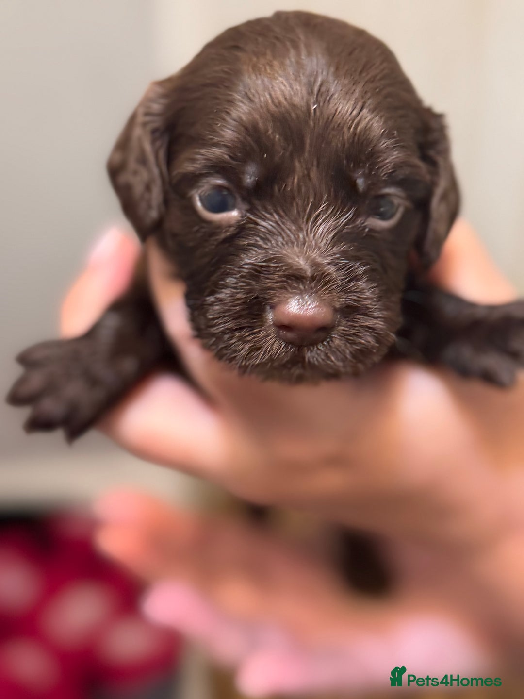 Sprocker dogs for sale: Beautiful Sprockers - Image 9