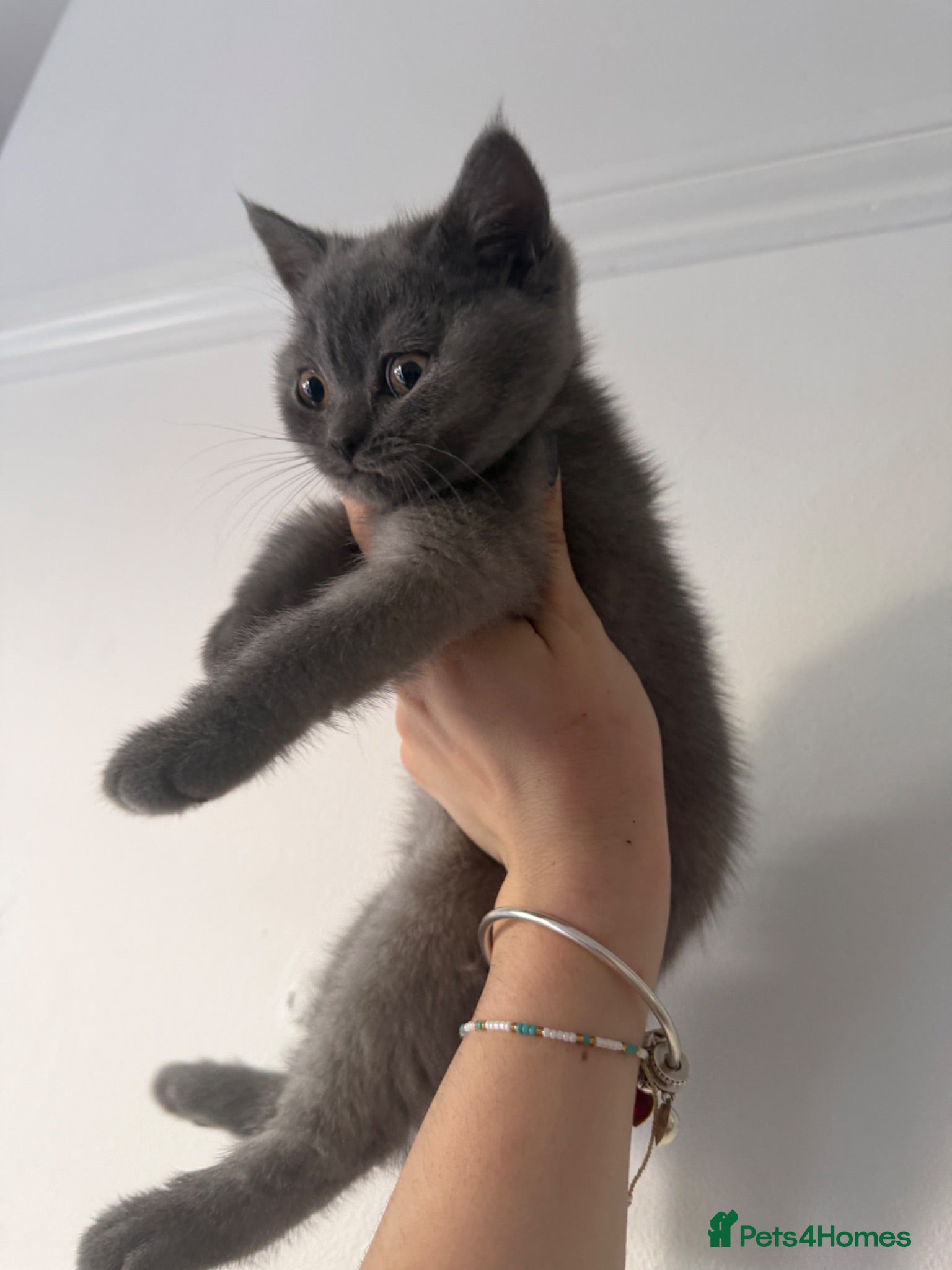 Mixed Breed cats British / Scottish  - Advert 1