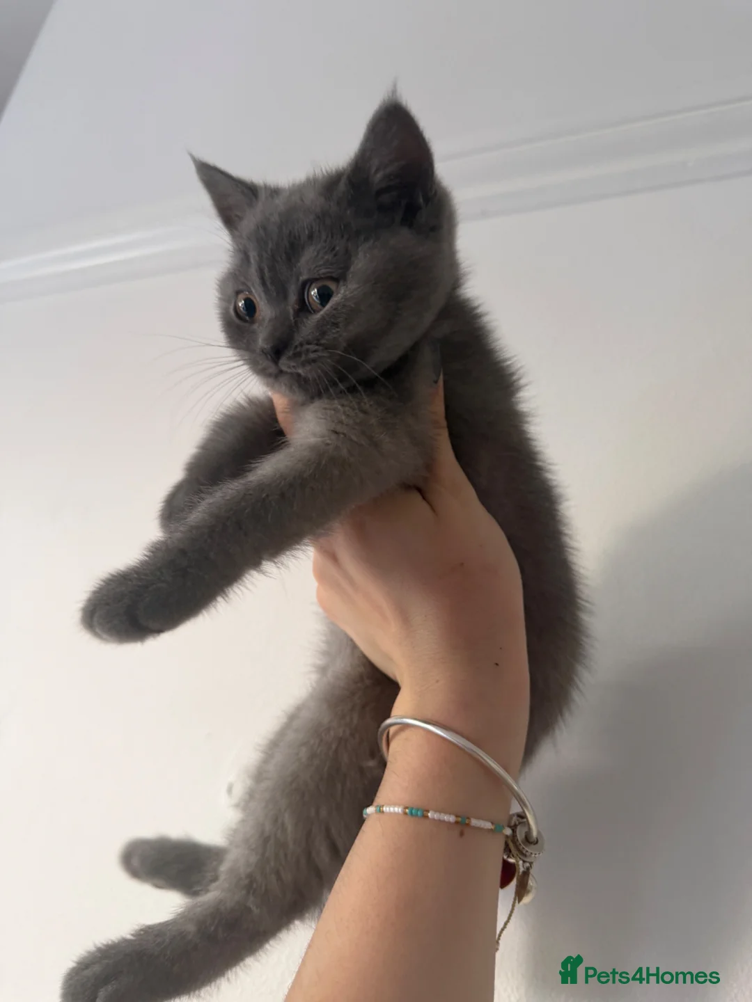Mixed Breed cats for sale: British / Scottish  - Advert 1