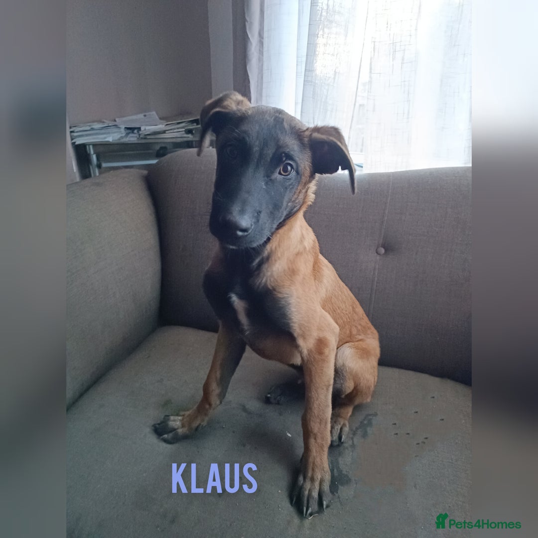 Belgian Shepherd Dog dogs for sale: Belgian Malinois Puppies – 4 Months Old - Image 6