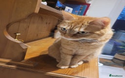 Mixed Breed cats for sale: Female Ginger 4years old  - Advert 2