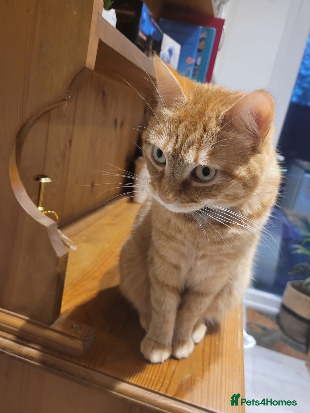 Mixed Breed cats for sale: Female Ginger 4years old  - Advert 2