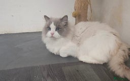 Ragdoll cats for sale: Amazing Mufasa - Image 5