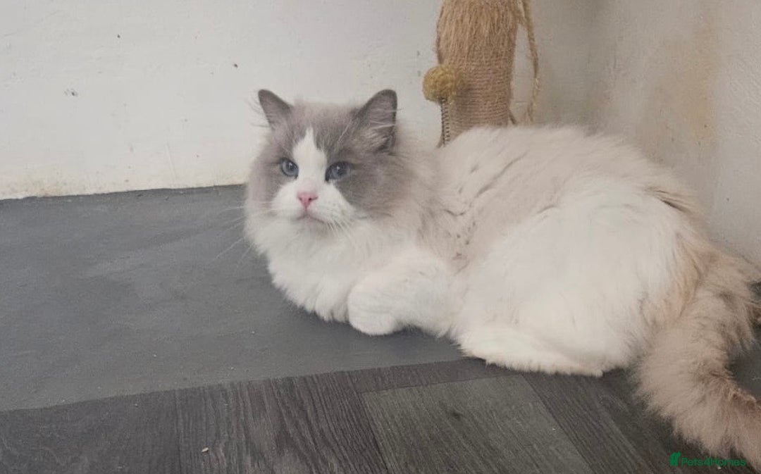 Ragdoll cats for sale: Amazing Mufasa - Image 5