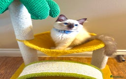 Ragdoll cats for sale: Show Quality TICA Reg Kittens - Champ Bloodline  - Image 5