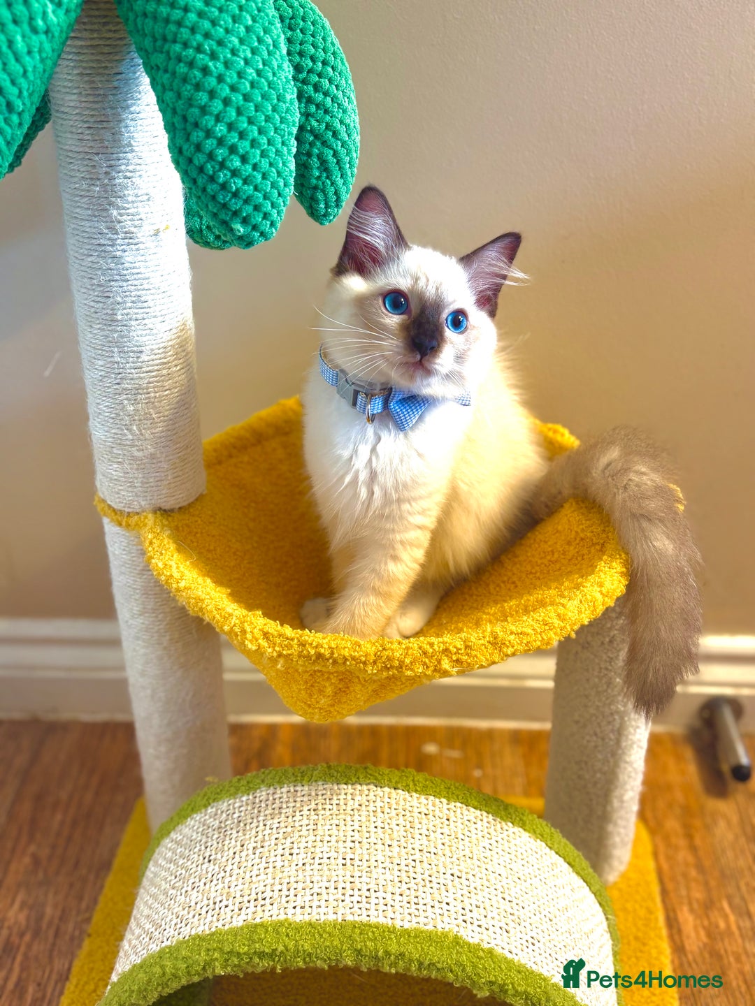 Ragdoll cats for sale: Show Quality TICA Reg Kittens - Champ Bloodline  - Image 5