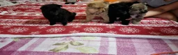 Pomeranian dogs for sale: Beautiful Purebred Pomeranian Puppies  - Advert 5
