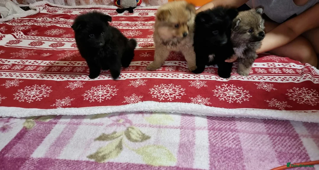 Pomeranian dogs for sale: Beautiful Purebred Pomeranian Puppies  - Advert 5
