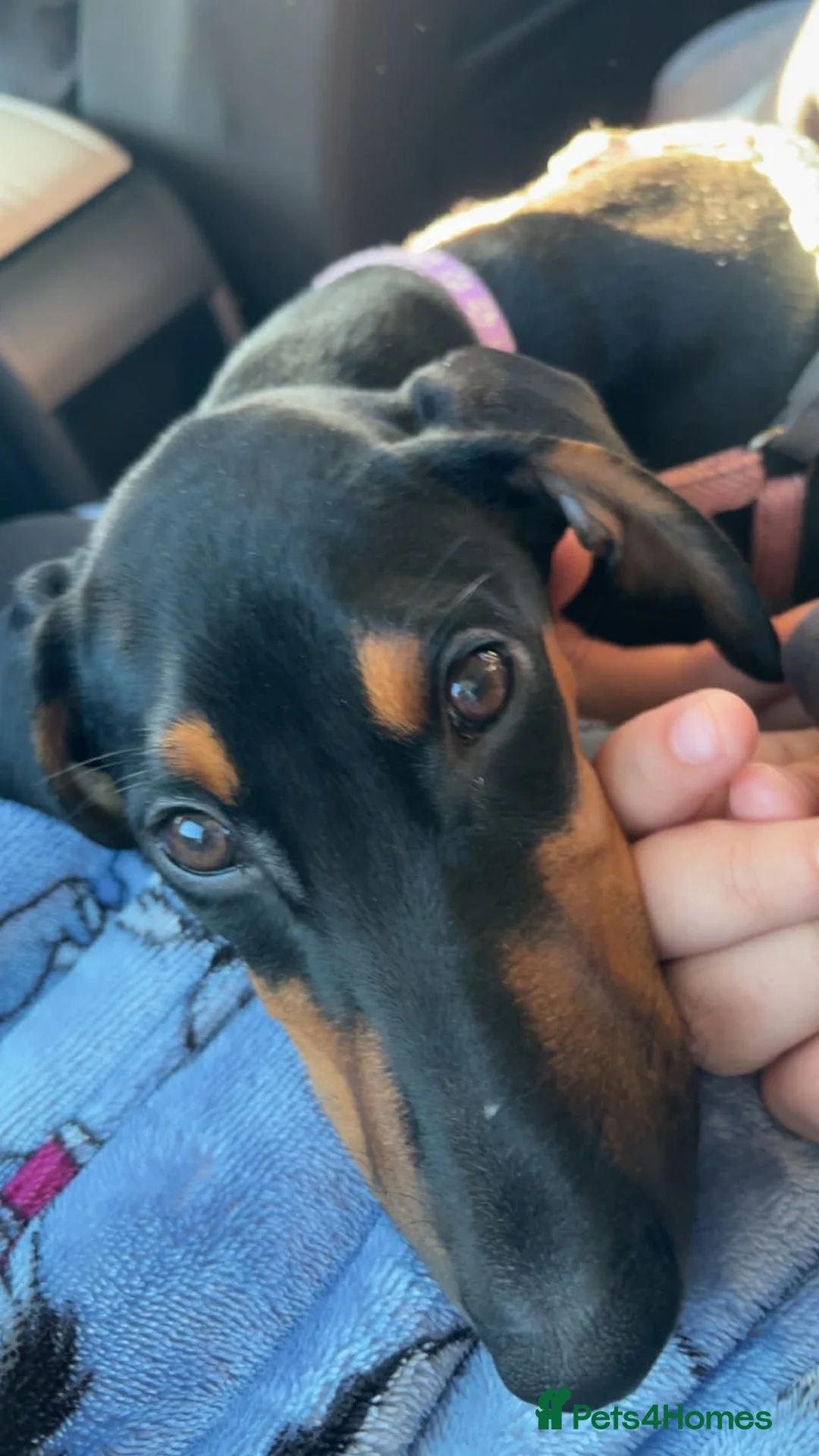 Mixed Breed dogs for sale: Myla Lurcher x Doberman - Advert 2