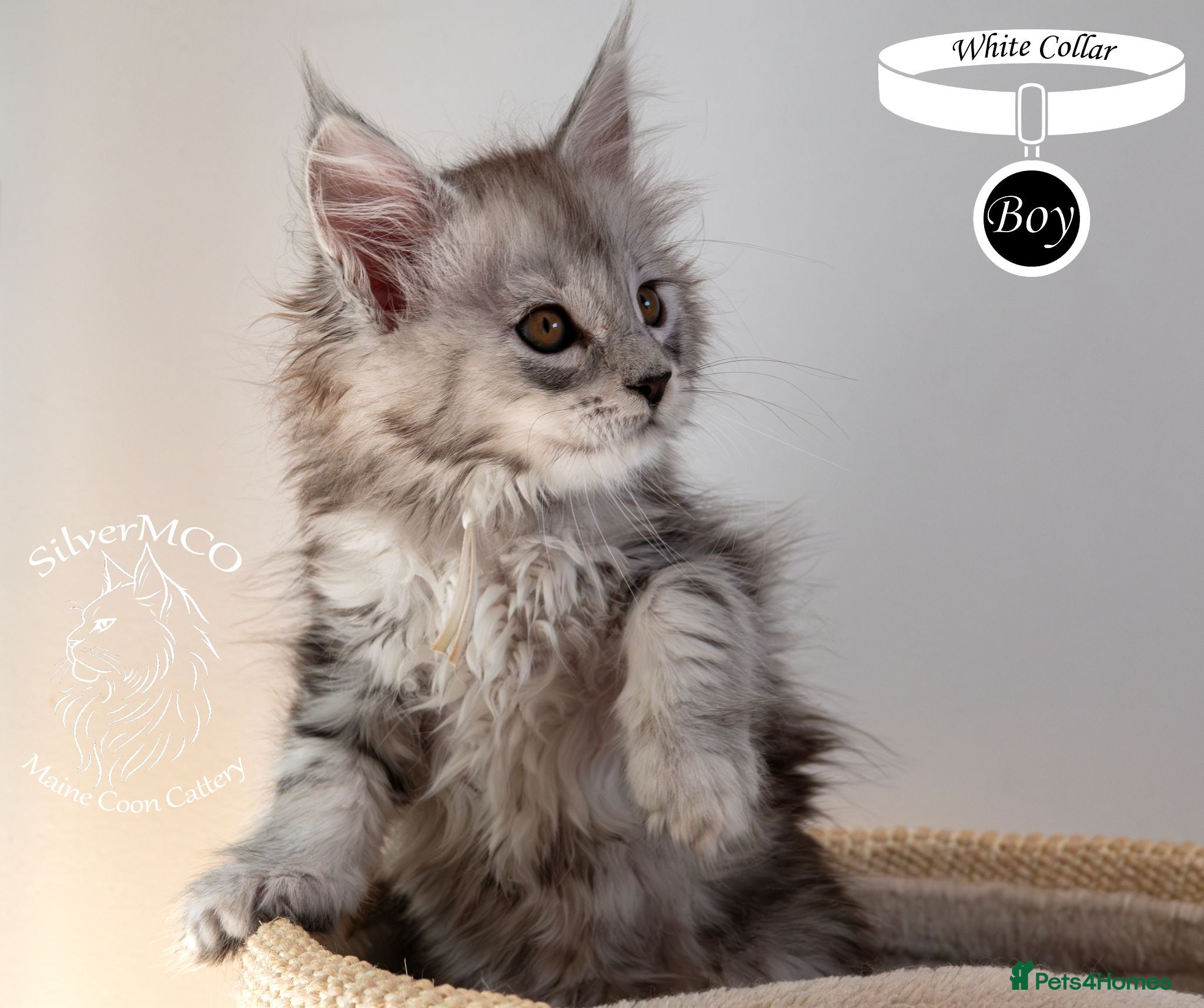 Maine Coon cats Stunning Maine Coon Kittens - Advert 2