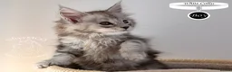 Maine Coon cats for sale: Stunning Maine Coon Kittens - Advert 18