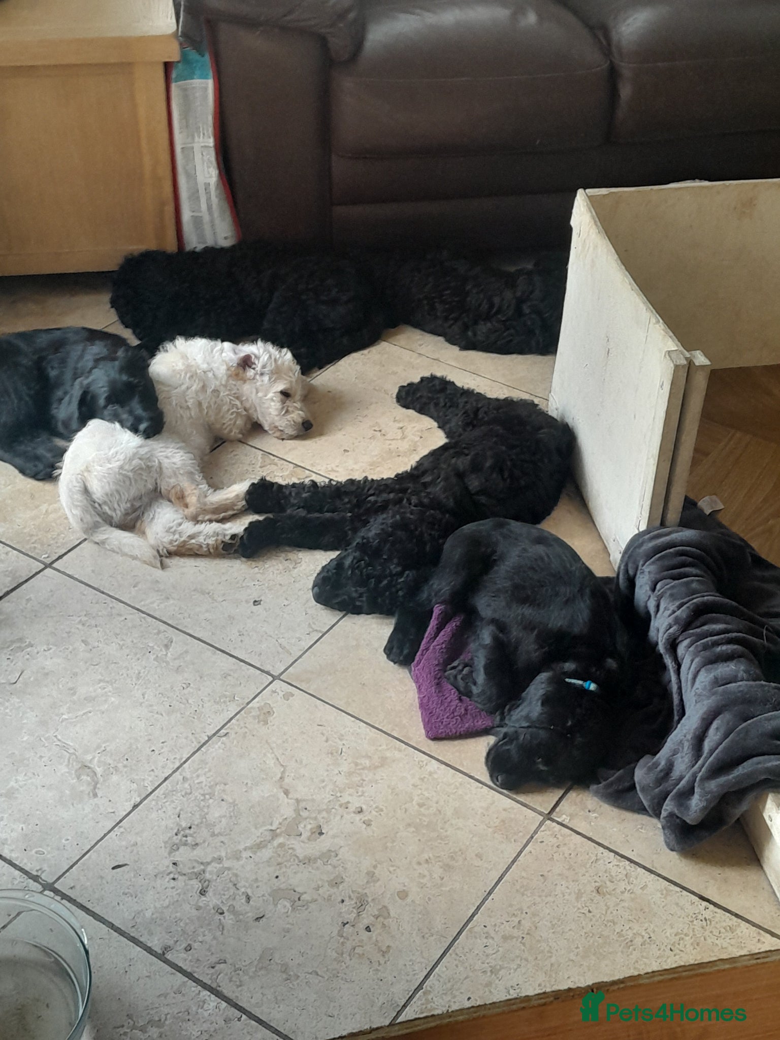 Goldendoodle dogs for sale: Gorgeous Goldendoodle puppies - Advert 22